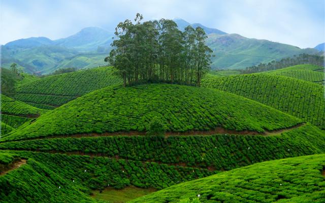 2 Nights / 3 Days per Couple
Madurai - Munnar - Madurai