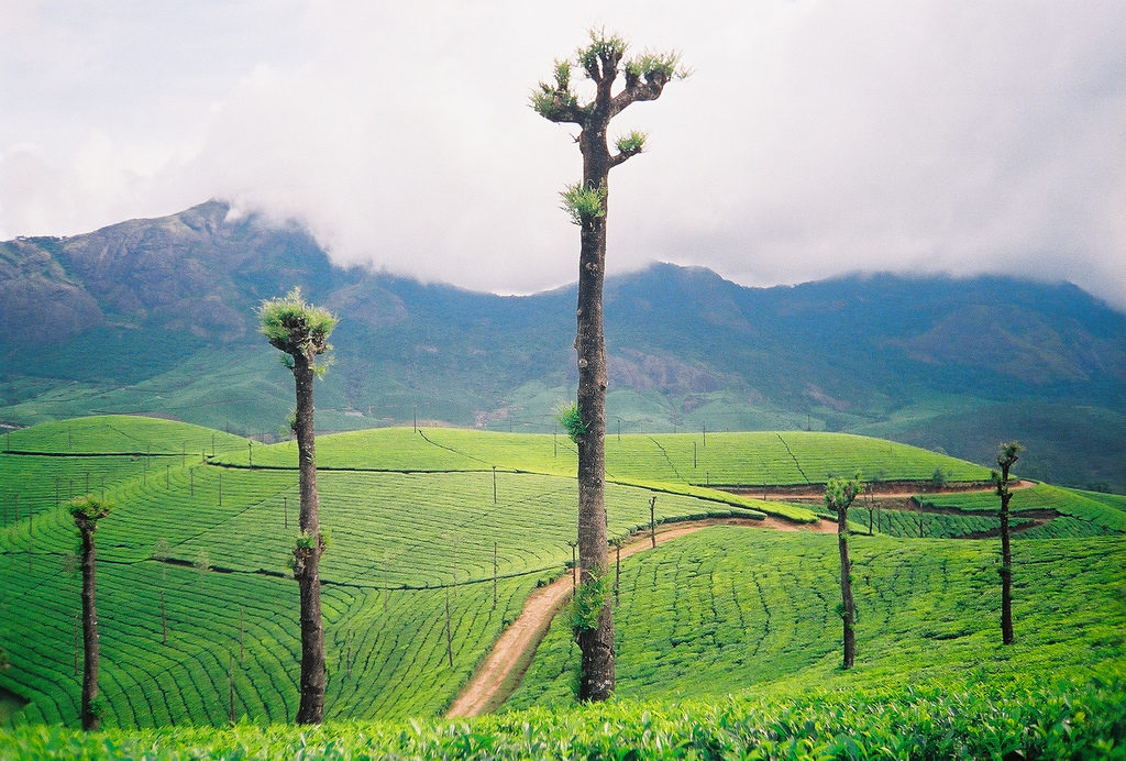 8 Best Tourist Places to Visit in Munnar